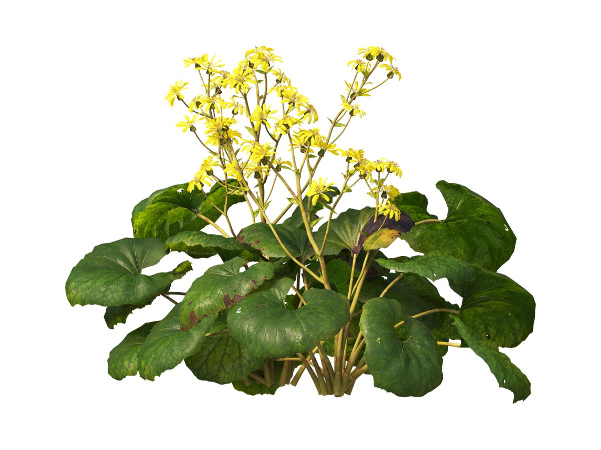 Flowers & Plants